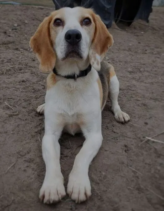 Dog from shelter, Chip | Weiß Braun Beagle Male