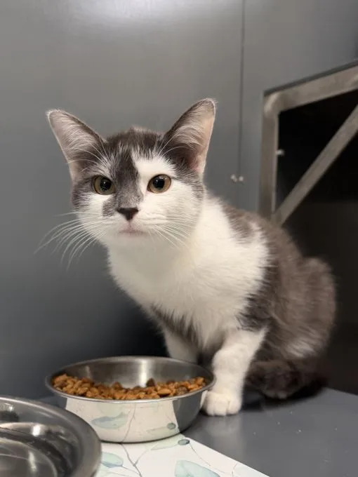 Cookie & Jacky - ekh zur Adoption
