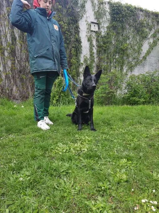 Hund aus Tierheim, Simba | Deutscher Schäferhund Männlich
