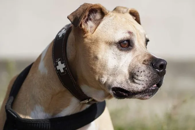 Dog from shelter, Lili | Staffordshire Bulldog Mix Female