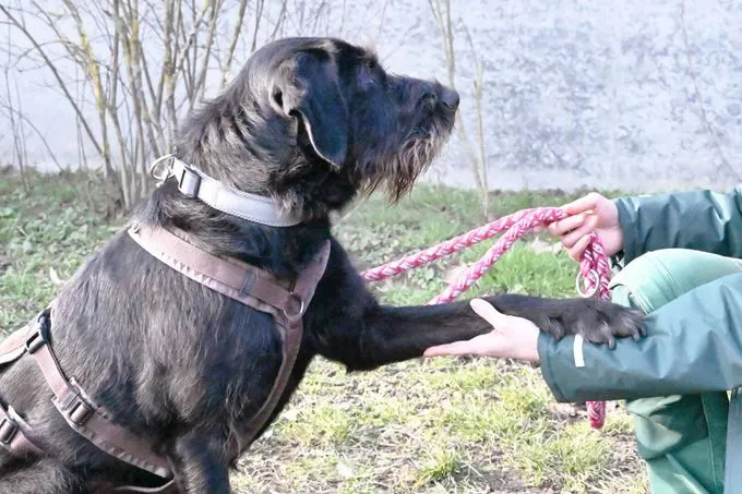 Hund aus Tierheim, Pepper | Drahthaar Labrador Mix Weiblich