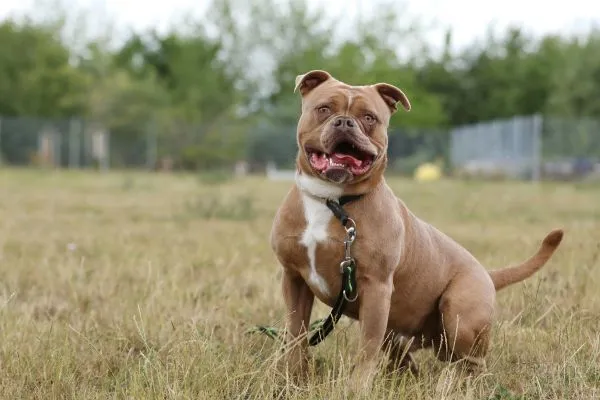 Dog from shelter, Joseph | English Bulldog Mix Male