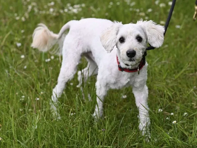 Hund aus Tierheim, Pasa | Malteser Terrier Mix Weiblich