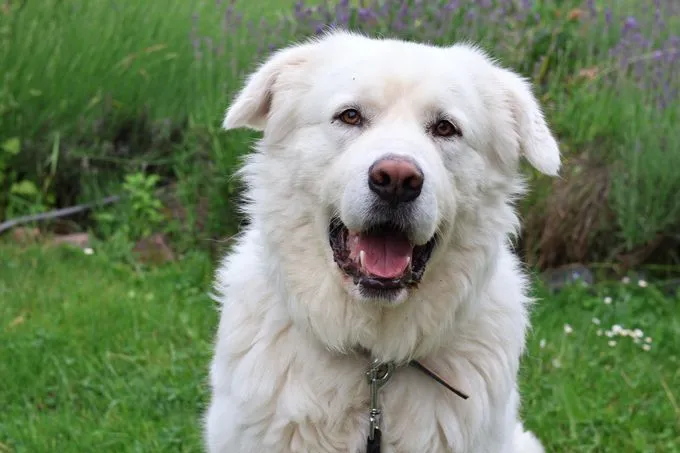 Hugo - herdenschutzhund zur Adoption