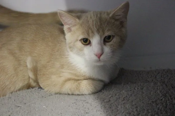 Cat from shelter, Jimmy | Rot Weiß Europäisch Kurzhaar Male