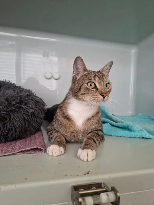 Tira - EKH zur Adoption