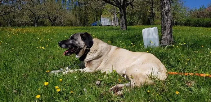 Dog from shelter, Bozo | Blond Und Schwarz Kangal Female