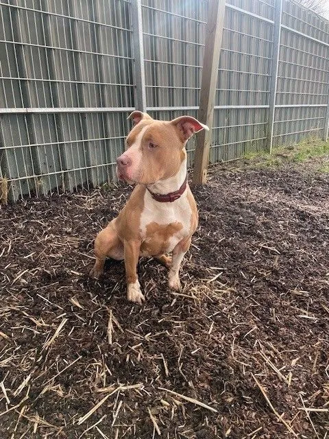 Dog from shelter, Annabelle | Rot Weiß Pitbull Female
