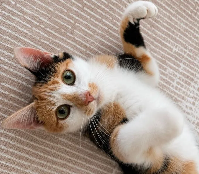 Lovely - ekh zur Adoption