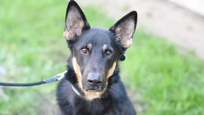 Rocco - deutscher-schaeferhund zur Adoption