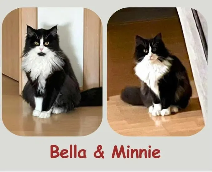Bella und Minie - maine-coon zur Adoption