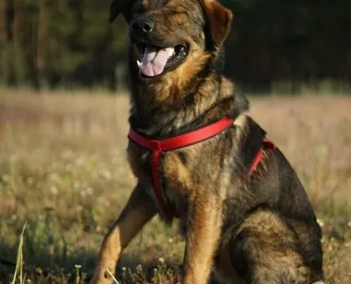 Dog from shelter, Drago | Schäferhund Mix Male