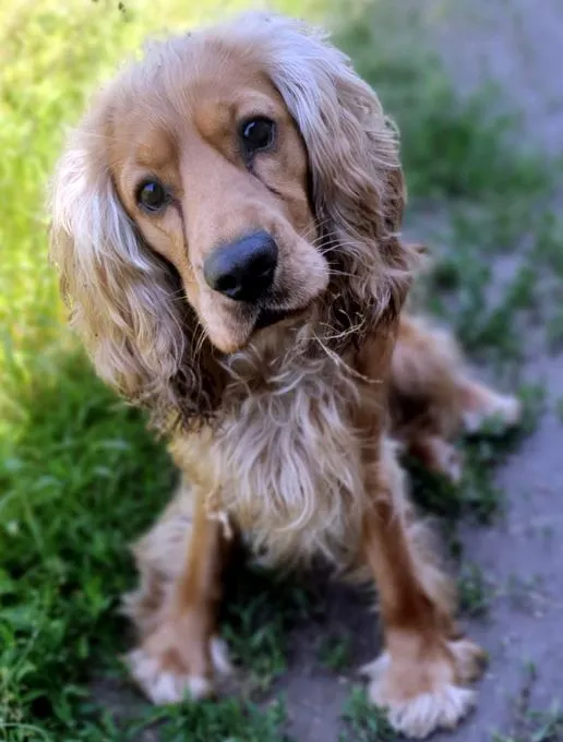 Dog from shelter, Buddy | Cocker Spaniel Male