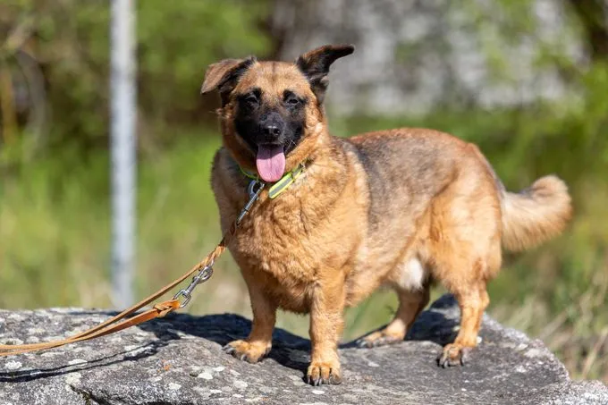 Kaarl - mischling zur Adoption