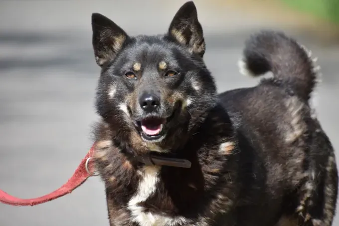 Hund aus Tierheim, Brianna | Schwarz Braun Mischling Weiblich