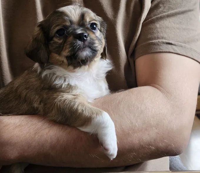 Peach - Mischling zur Adoption