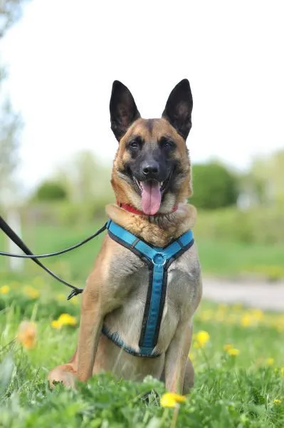 Dog from shelter, Joker | Malinois Male