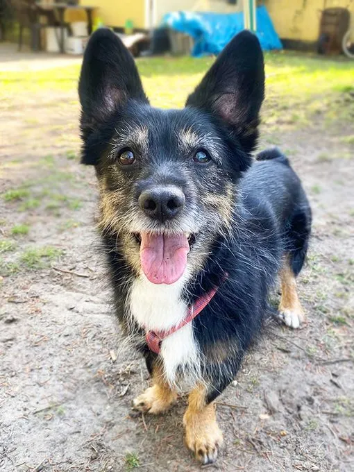 Hund aus Tierheim, Luna | Corgi Dackel Mix Weiblich