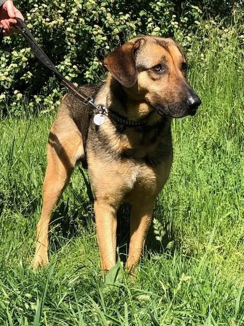 Dog from shelter, Jakuma | Blond Und Schwarz Schäferhund Mix Female