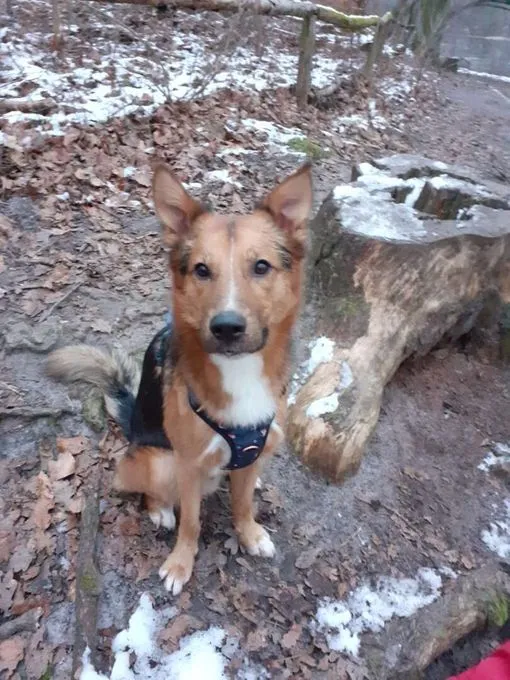Hund aus Tierheim, Pablo | Schäferhund Collie Mix Männlich