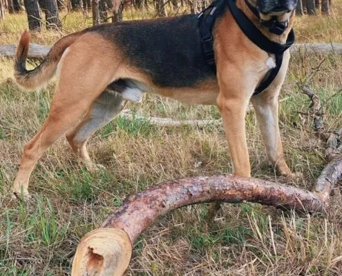 Dog from shelter, Fatman | Schäferhund Mix Male