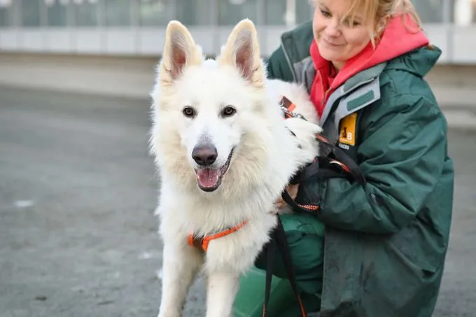 Dog from shelter, Sirius | Berger Blanc Suisse Male