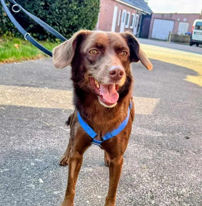Sisi - mischling zur Adoption