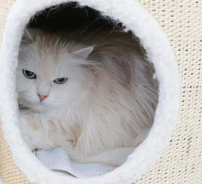 Cat from shelter, Waldkatze | Weiß Waldkatze Female