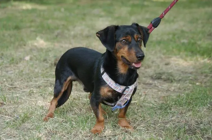 Berti - Dackel-Mix zur Adoption