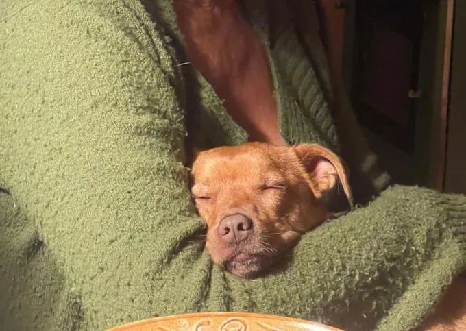Dog from shelter, Flo Süßer Troll Sucht Geduldige Menschen | Braun Mischling Male