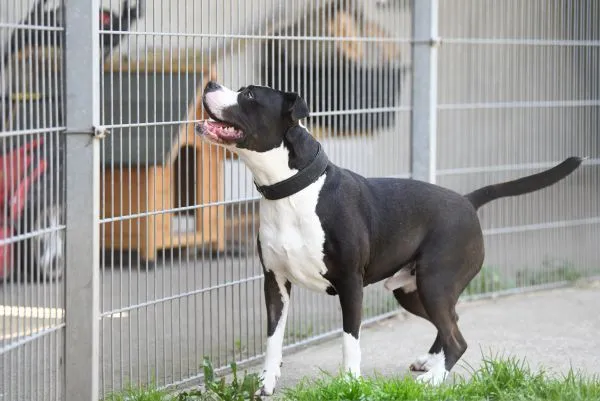 Hund aus Tierheim, Mads | Staffordshire Bulldog Mix Männlich