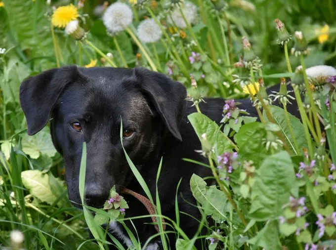 Mave - labrador-mix zur Adoption