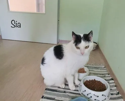 Cat from shelter, Sia | Female