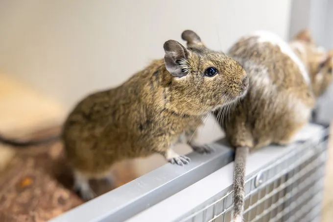 Degu - Degu zur Adoption