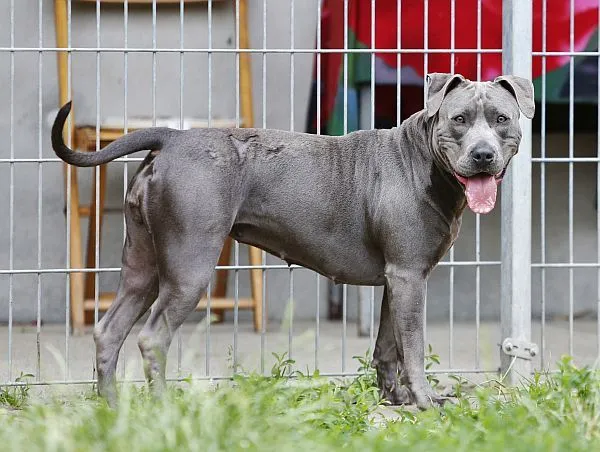Dog from shelter, Tyra | Staffordshire Mix Female