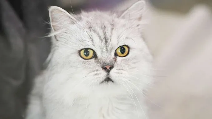 Ali - Katze zur Adoption