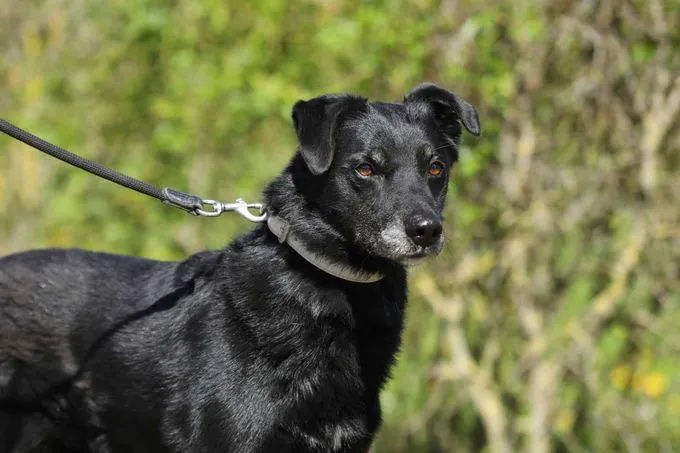 Dog from shelter, Goliath | Schäferhund Mix Male