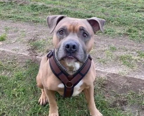 Dog from shelter, Shadow | Staffordshire Mix Male