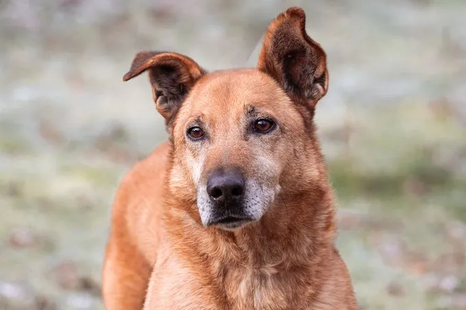 Csibész  - Mischling zur Adoption