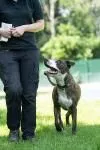 Dog from shelter, Jack | Braun Gestromt Weiß Am Staff Terrier Male
