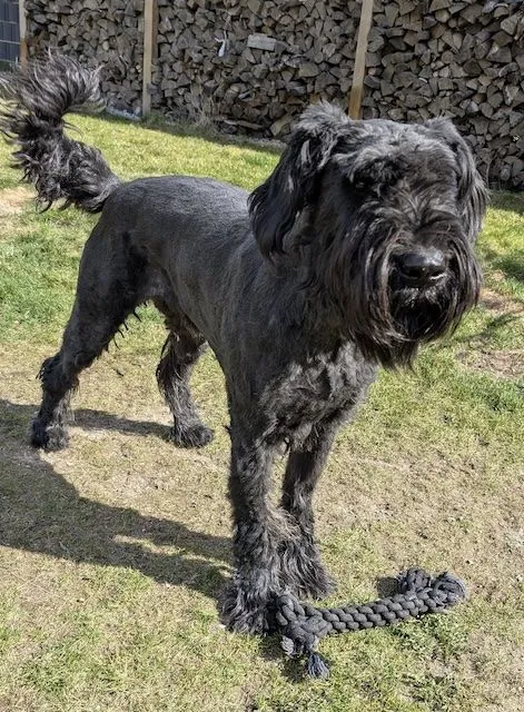 Dog from shelter, Barney | Schwarz Riesenschnauzer Male