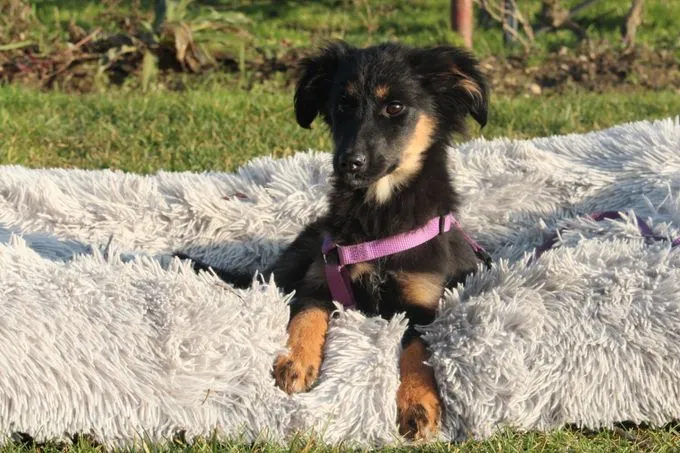Lani - Mix zur Adoption