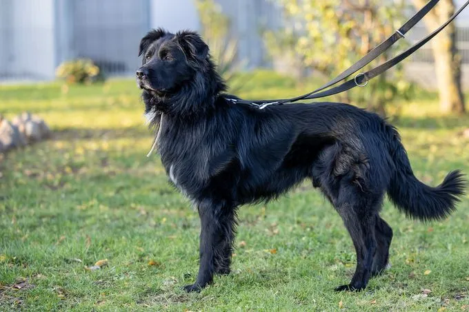 Dog from shelter, Schorle | Schwarz Weiß Mischling Male