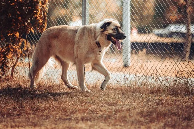 Hund aus Tierheim, Mira | Blond Kangal Mix Weiblich