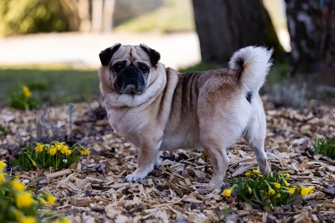 Teddy - mops zur Adoption