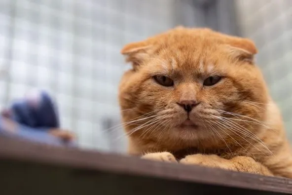 Cat from shelter, Sioux | Rotgetigert Ekh Scottisch Fold Mix Male