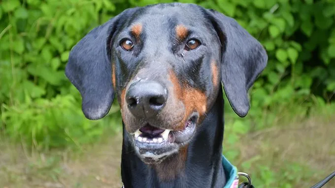 Cobi - Dobermann zur Adoption