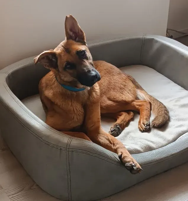 Kate - Mix zur Adoption