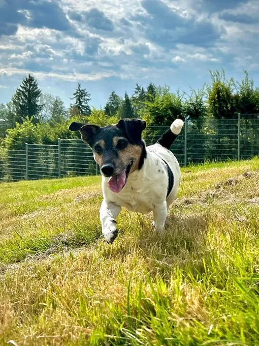 Bini - jack-russell-terrier zur Adoption