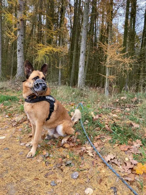 Dog from shelter, Phex | Hellbraun Belgischer Schäferhund Mischling Male
